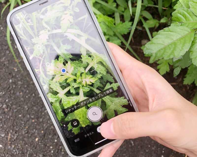 Googleレンズで植物や虫のお勉強をしよう